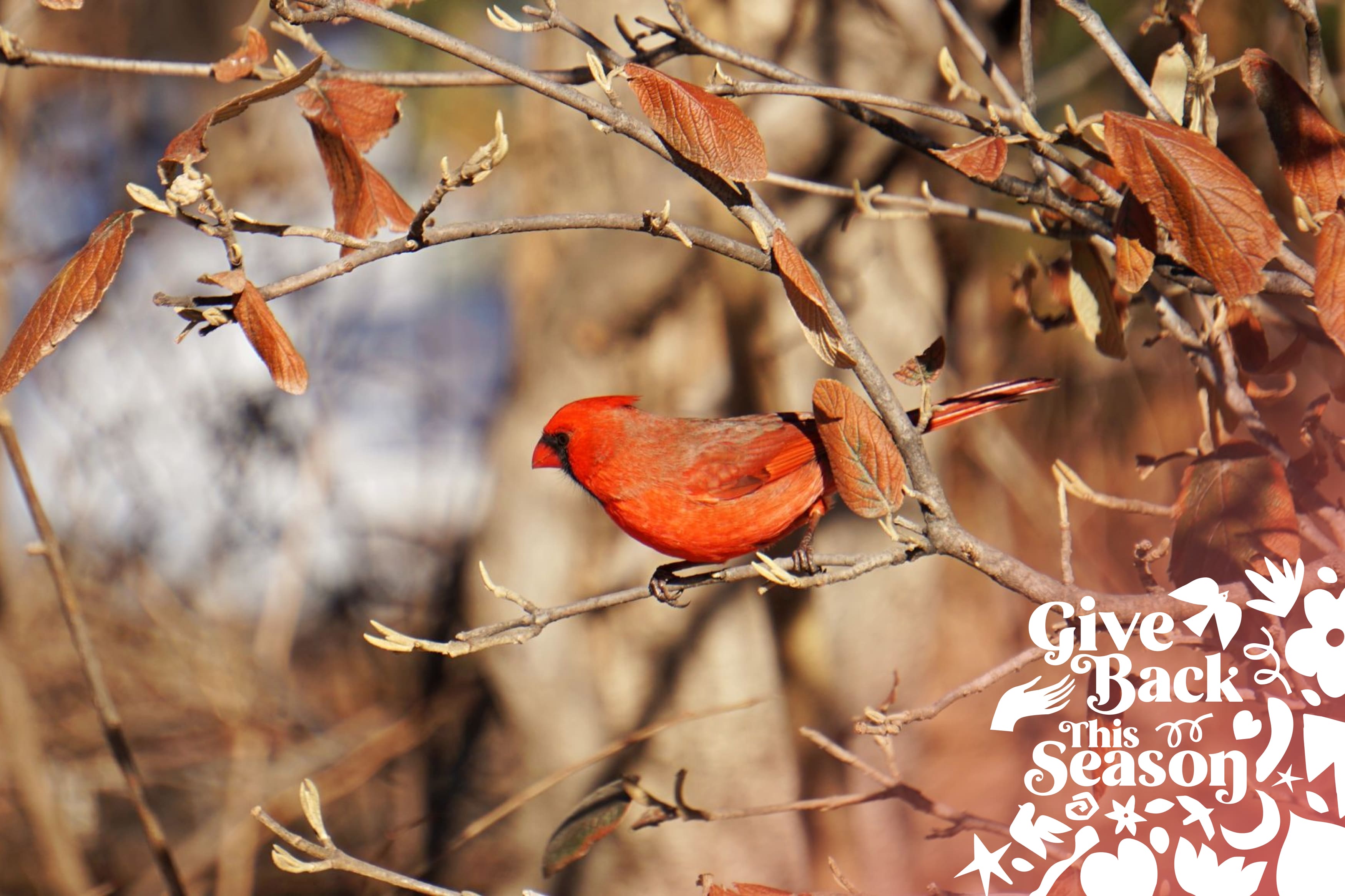Help Birds this Winter by Leaving Leaves Alone Bird Buddy Blog
